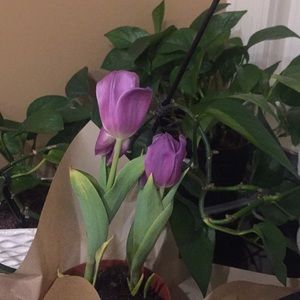 Meet your Posher, Leyla